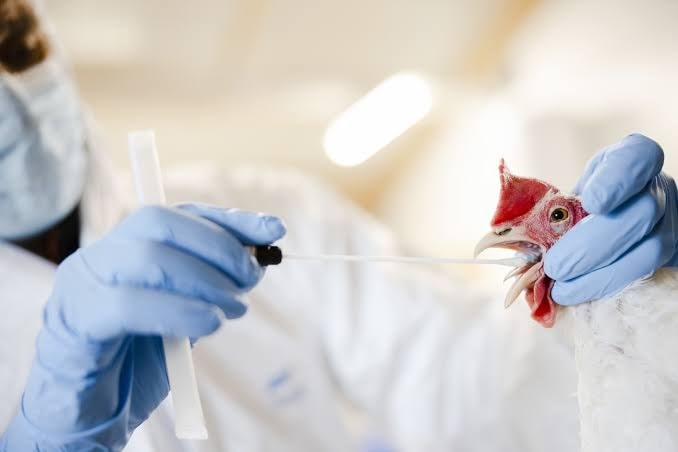 Gripe aviária volta a ocorrer no Brasil.