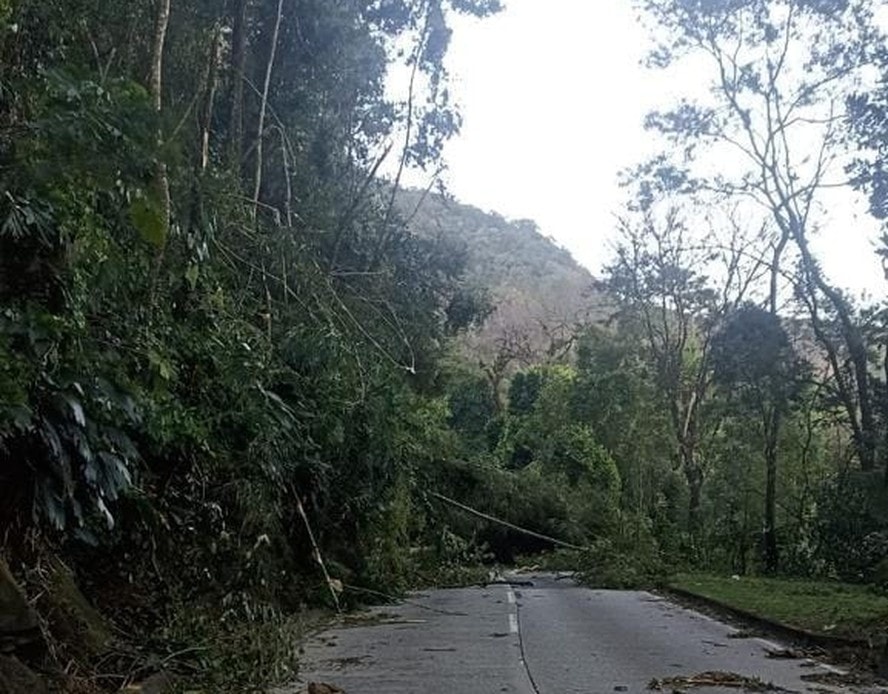 Ventania derruba árvores e causa transtornos em vários bairros.