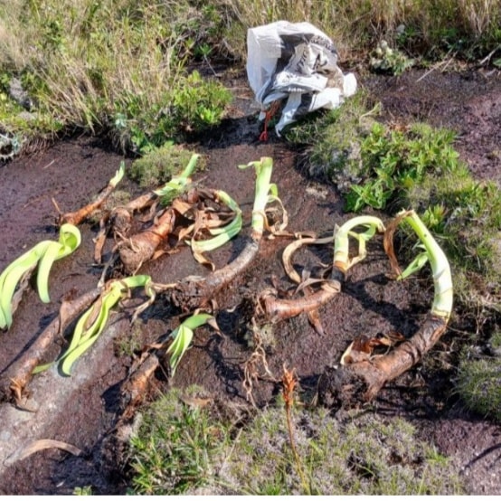 Crime Ambiental na Serra da Maria Comprida: Guarda-Parques do INEA Apreendem Plantas Raras Extraídas Ilegalmente