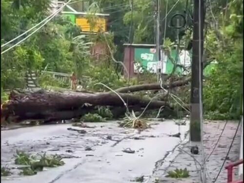 Queda de árvore no acesso à ponte de Cascatinha