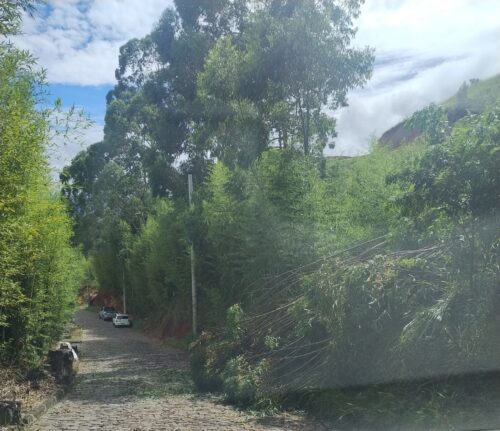 Quedas de Árvores e Fiação Rompida Deixam Bairros sem Luz após Temporal