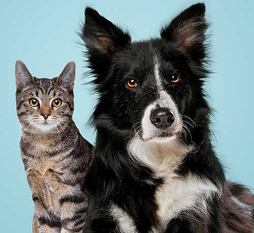 Prefeitura abre cadastro para a primeira etapa de castração de cães e gatos de 2026