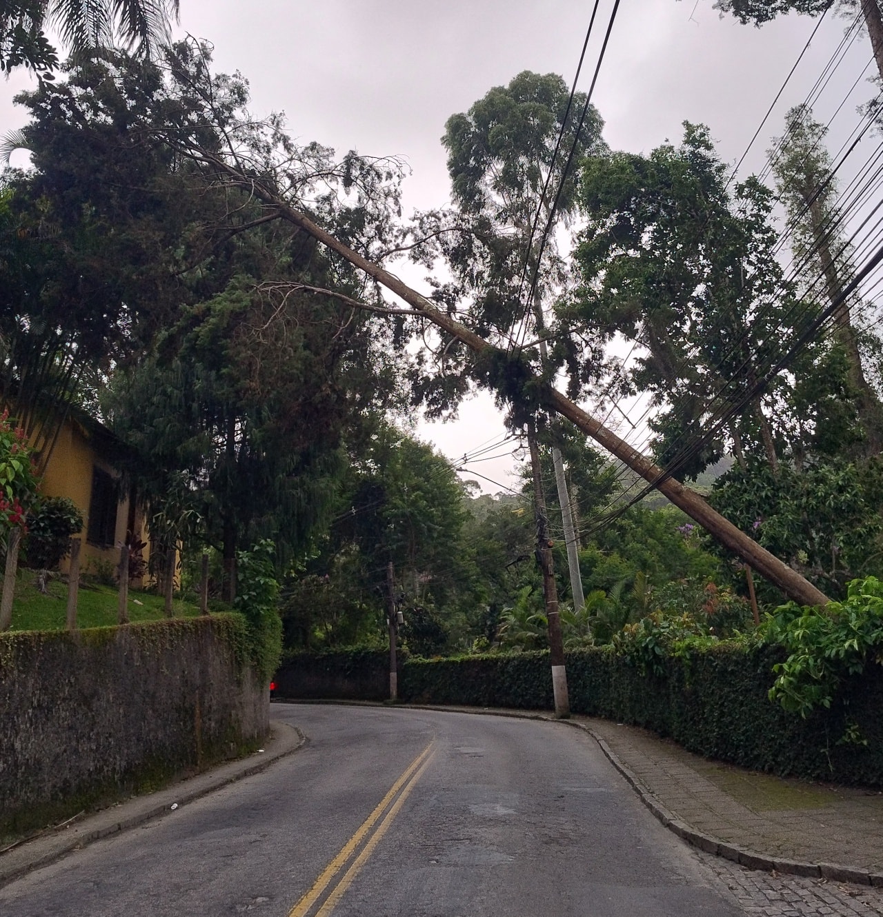 Árvore pendurada nos fios preocupa moradores do Carangola.