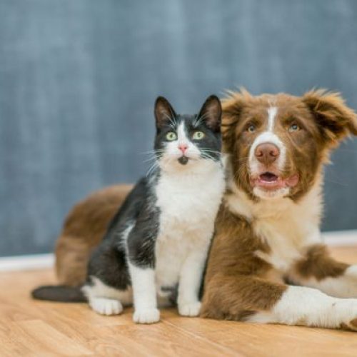 castração de cães e gatos,